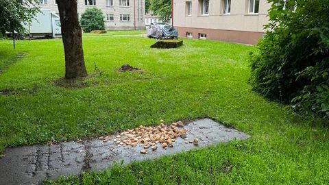 HINNANG ⟩ Hallitanud saiad keset linna pole normaalne vaatepilt