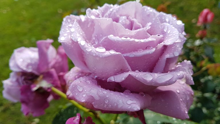 «Шарль де Голль» тоже относят к голубым розам, по сравнению с «Новалисом» он чуть более розового оттенка.