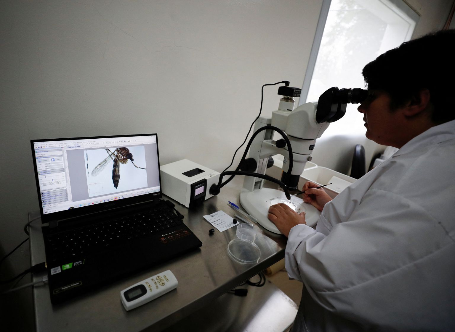 Argentiina tehnoloog Marianela Garcia Alba vaatab mikroskoobiga  Aedes aegypti sääske.