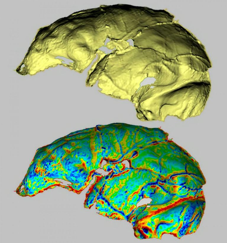 Arvutis loodud H. naledi aju arvatav kuju. Aju otsmikusagar on väga sarnane tänaste inimeste omale