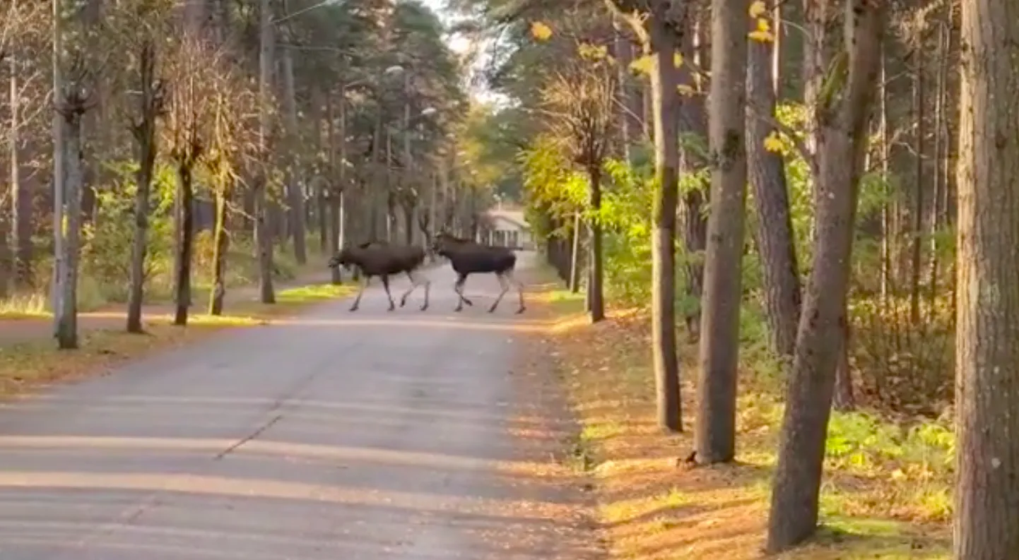 Raksta foto