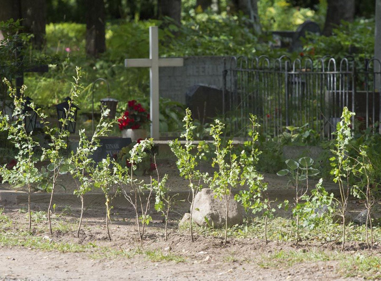 Eile pärastlõunal olid uued taimed Toome tänava kalmistu lõunapoolses küljes mulda pistetud.