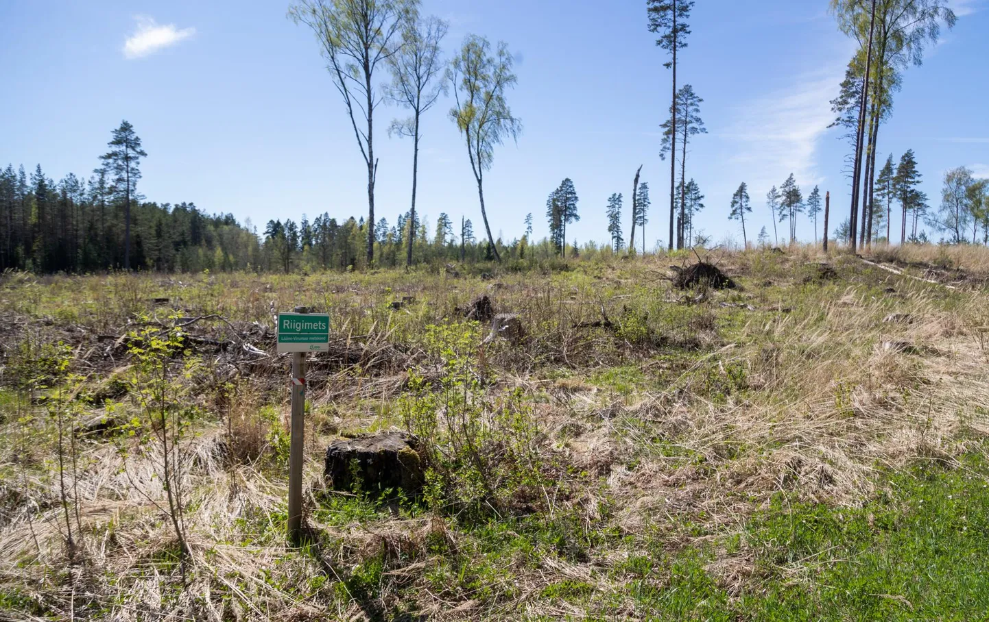 Aastas raiutakse Eestis lagedaks 330 ruutkilomeetrit – see on Võrtsjärve pindala.