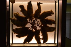 Võrumaalt leitud rotikuningas Tartu zooloogiamuuseumis. 