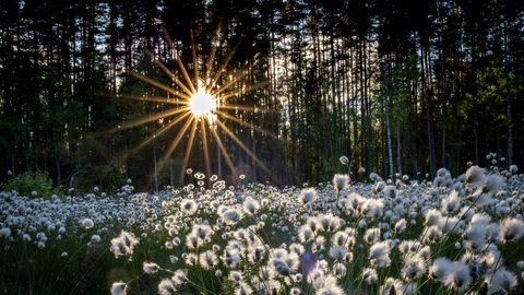 Eesti soodes vaibuvad suveks tupp-villpeade valged villtupsud