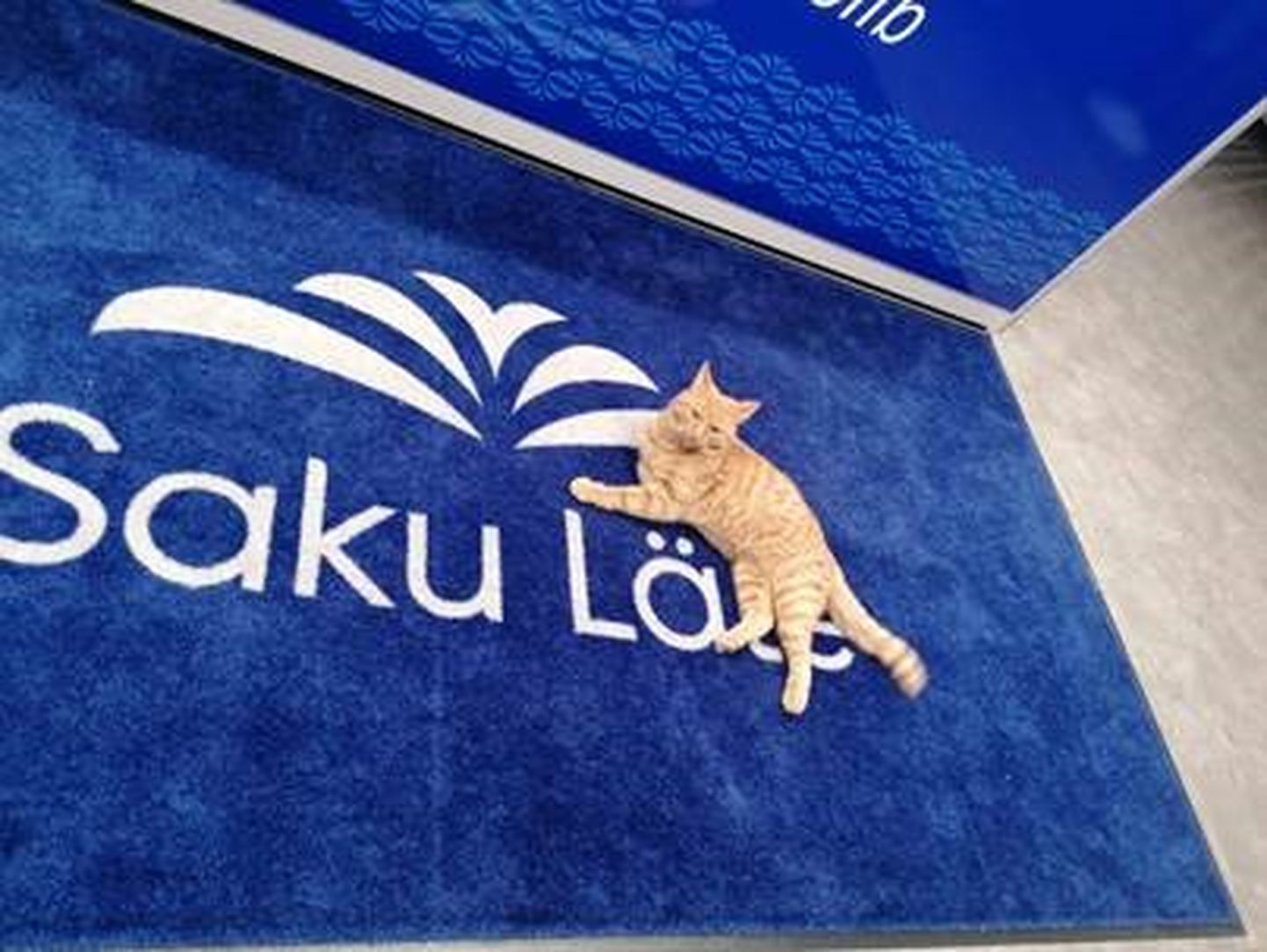 Приехав в Тарту, кошка гордо спрыгнула с машины и улеглась на ковер в офисе Saku Läte.