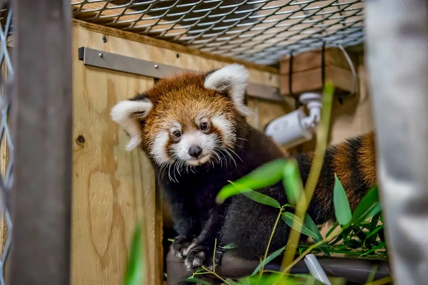Milwaukee loomaaias sündinud punane panda Lily.