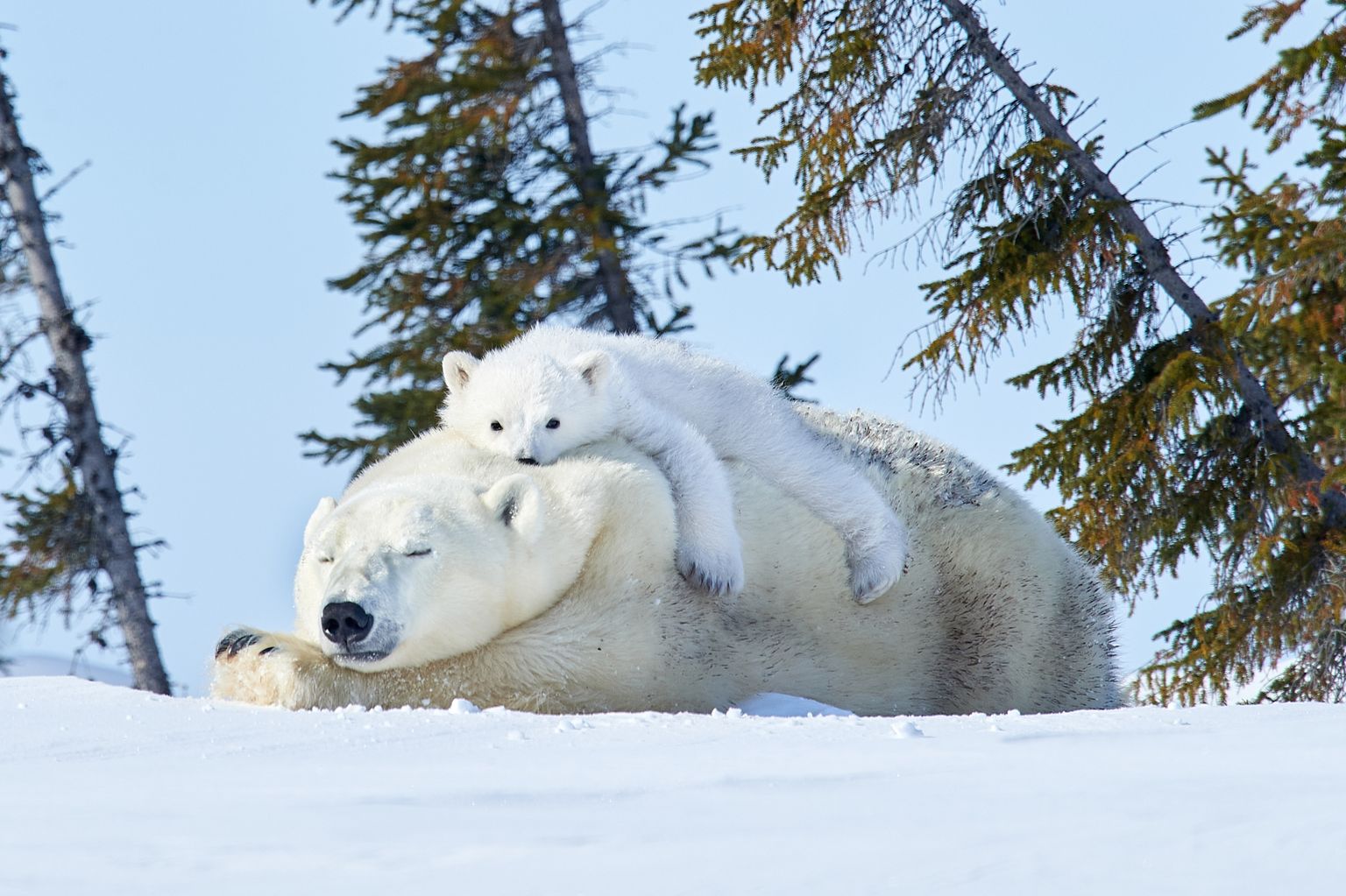 Jääkarud Kanadas, Manitoba osariigis.