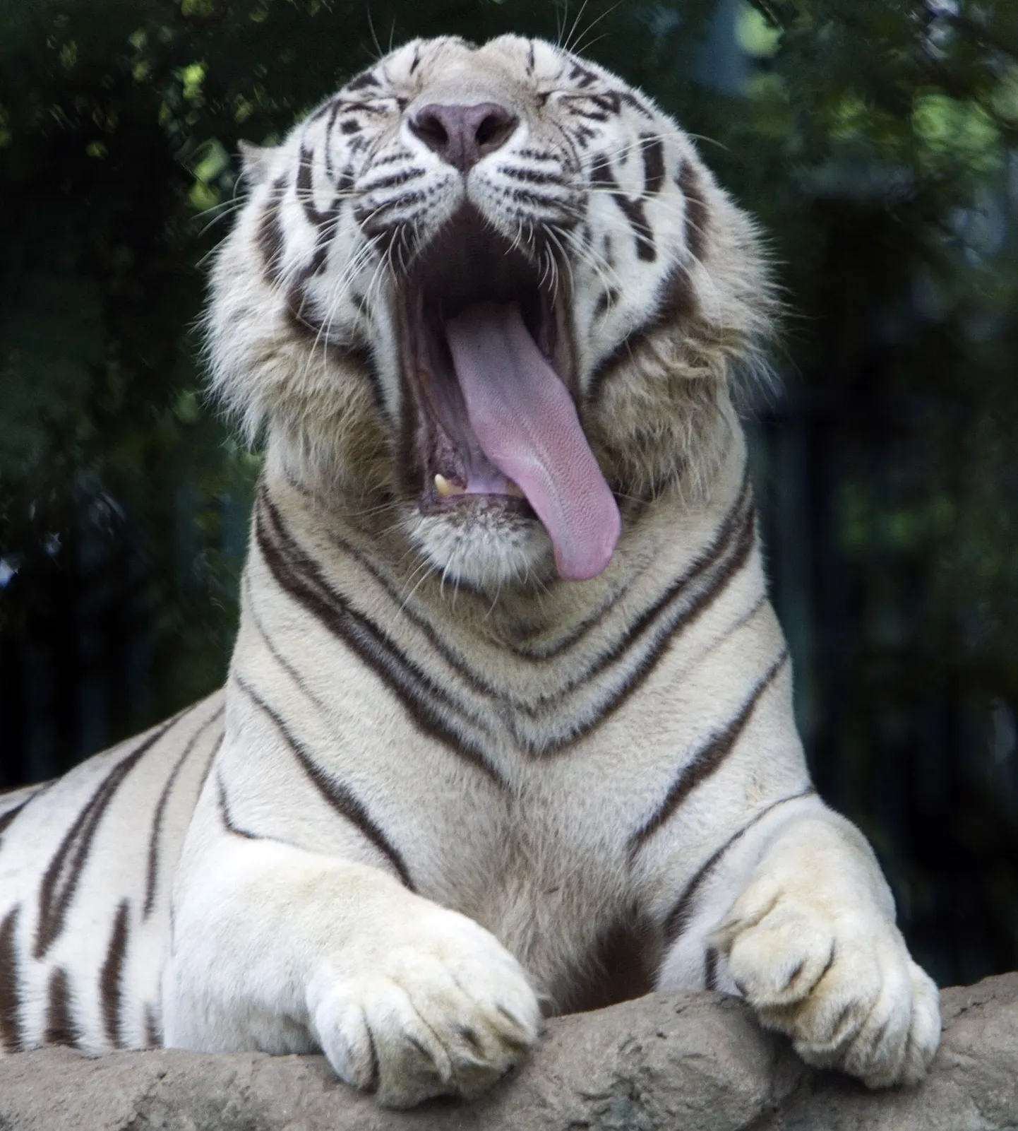 Valge karvaga bengaali tiiger