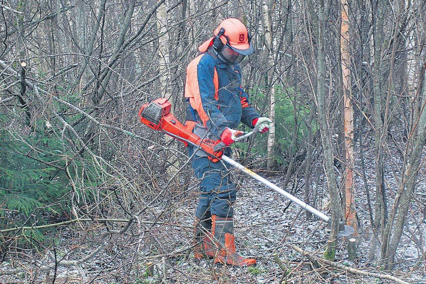 Metsamees Paavo Suits on aastaid riigimetsas töötanud ning jõudnud võsa lõigata oma maadel ja Rootsis.