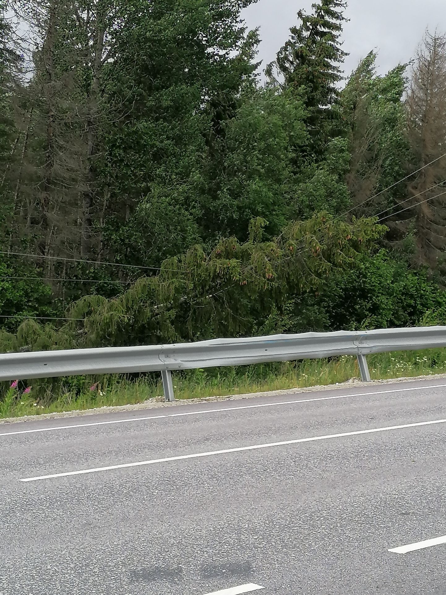 Piibe maanteel Kärde mäe all on liinidele langenud puud