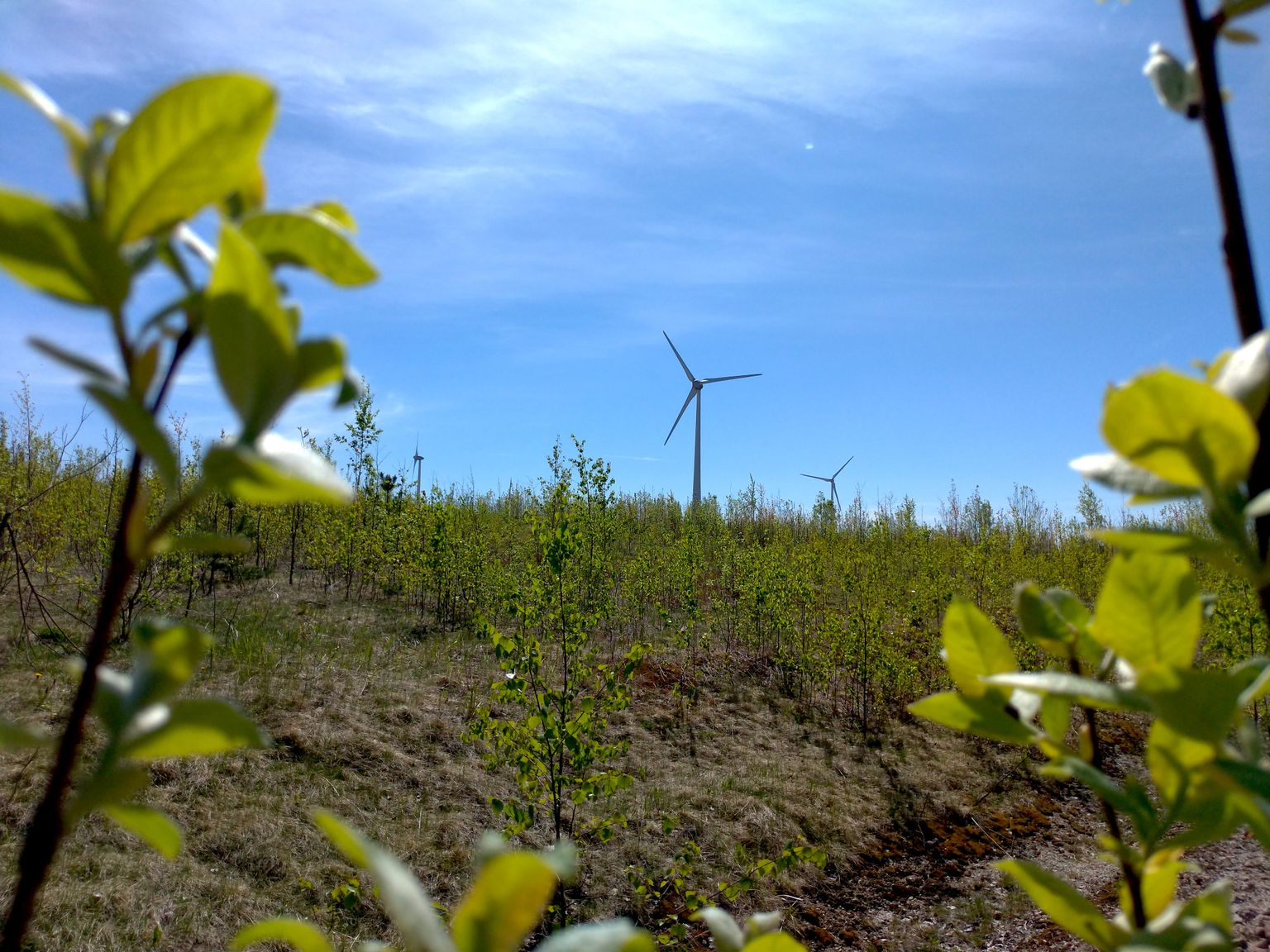 Ветропарк на бывшем золоотвале Балтийской электростанции (2019)Категория "Многообразная энергия"
