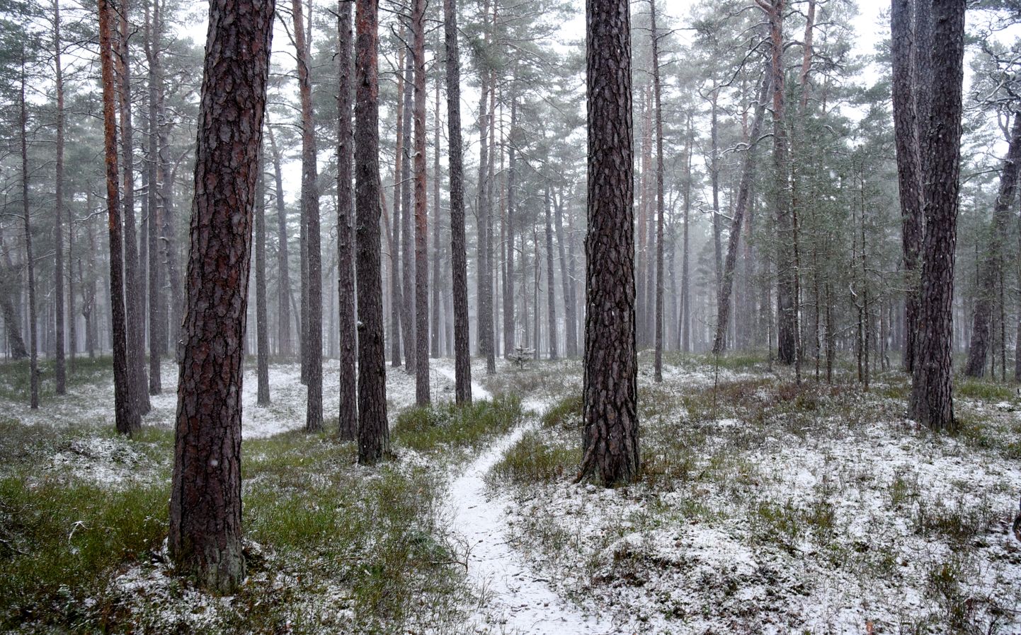 Jūrmalas mežs sniegputenī.