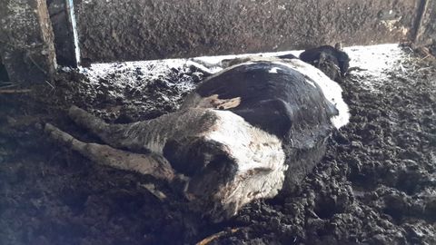 На ферме в Латвии коровы содержались в ужасных условиях: в загоне они жили рядом с разлагающимися трупами