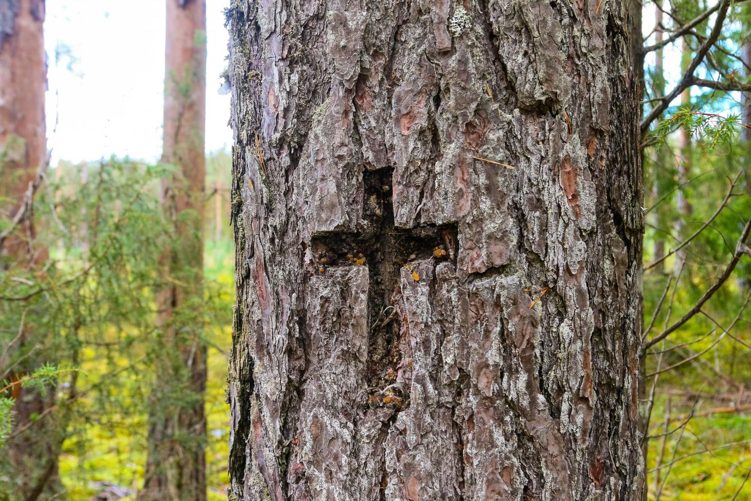 Lõuna-Eestis puudesse lõigatud ristide näol on tegemist kombega, mis on osa matuserongkäigust.
