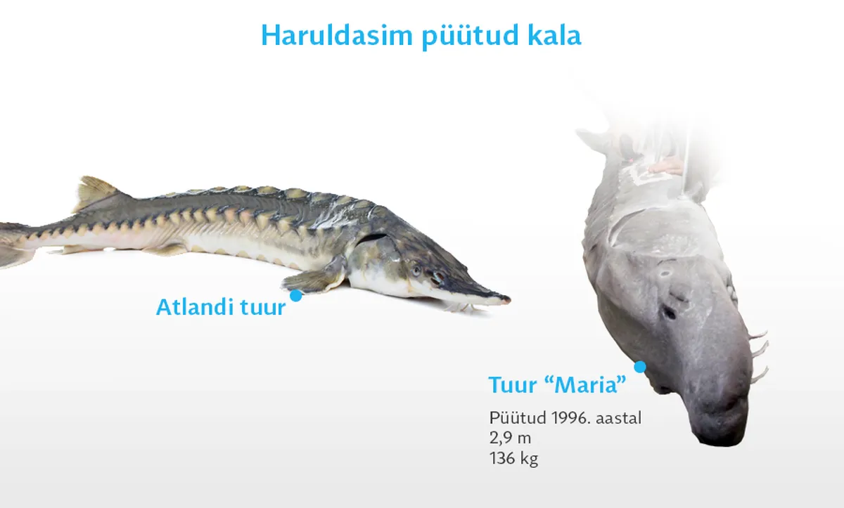 Artikli foto