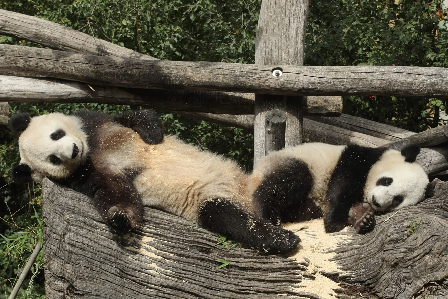 Hiidpanda Yang Yang (vasakul) ja tema poeg Fu Hu.