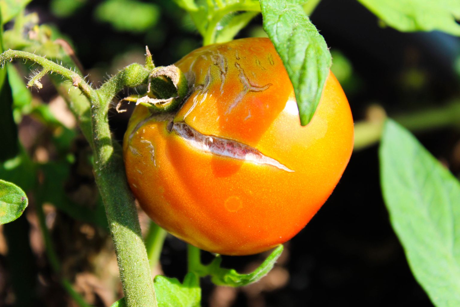 Lõhki kasvanud tomat.