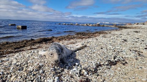 Paldiski lootsid aitasid sadamasse eksinud hülgepoega