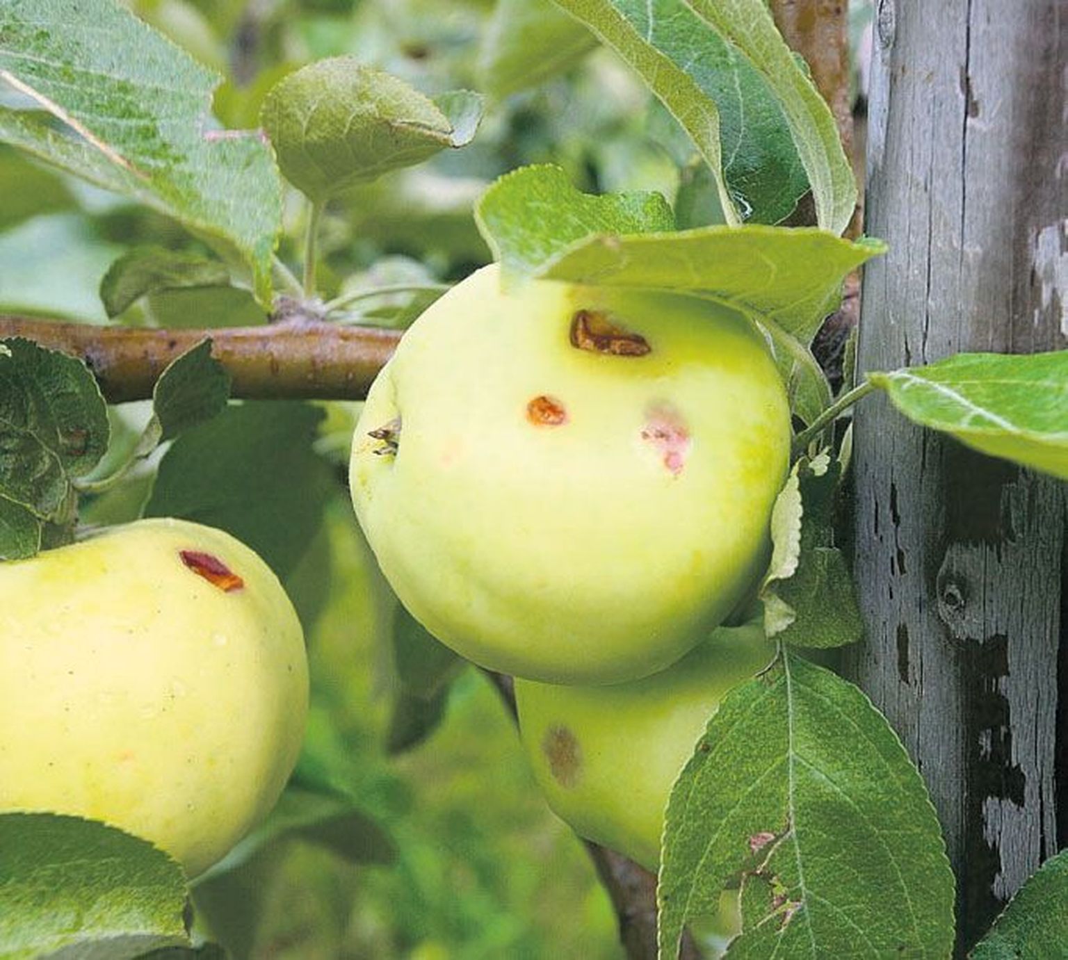 Kui supermarketid üldse aiapidajate õunu vastu võtavad, siis ainult väga kvaliteetseid.