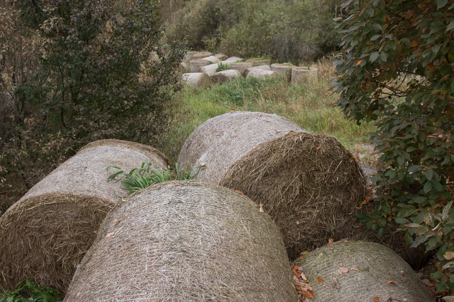 Heinapallid. Foto on illustreeriv.