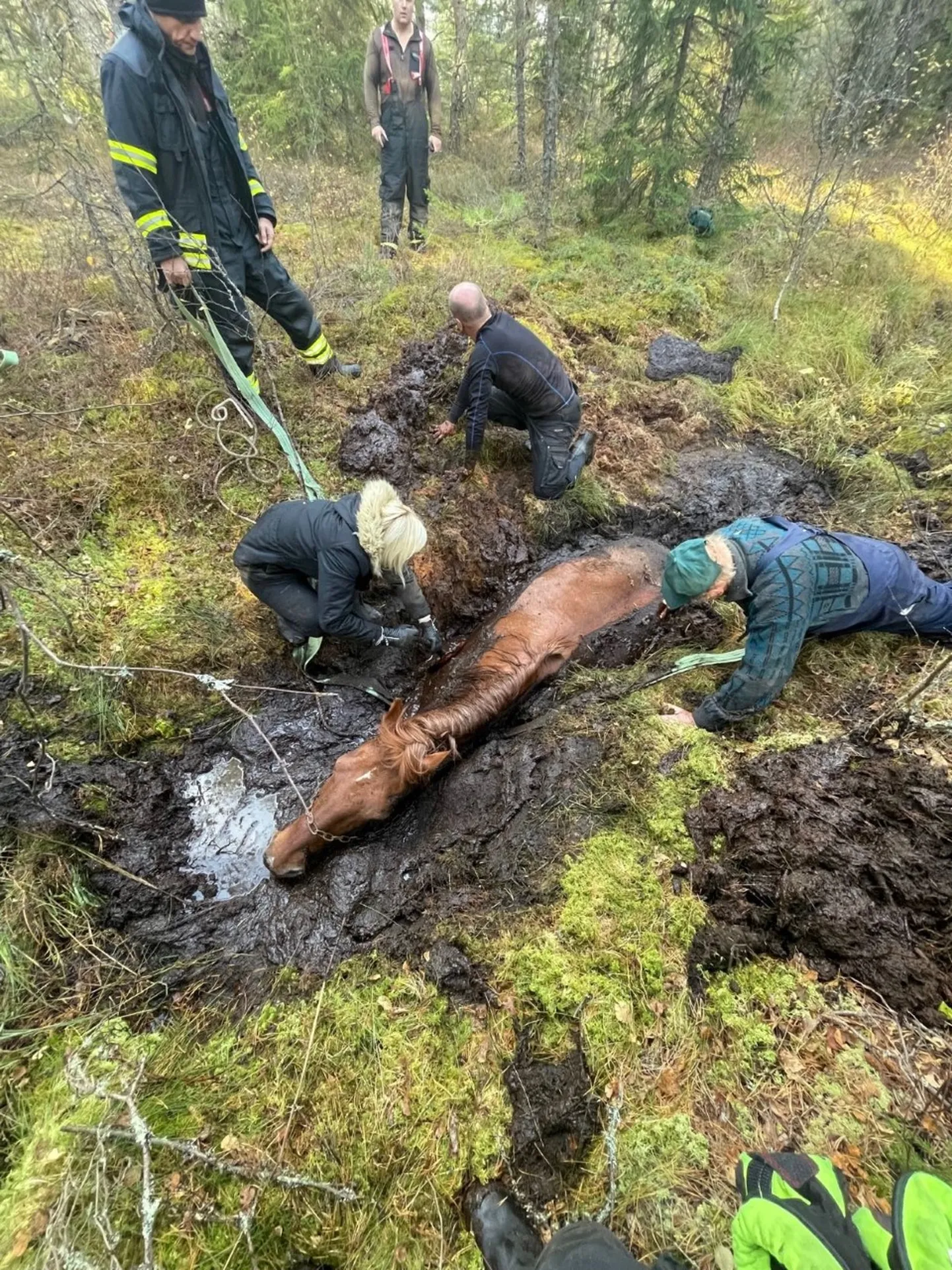 Спасатели помогли животному выбраться из воды.