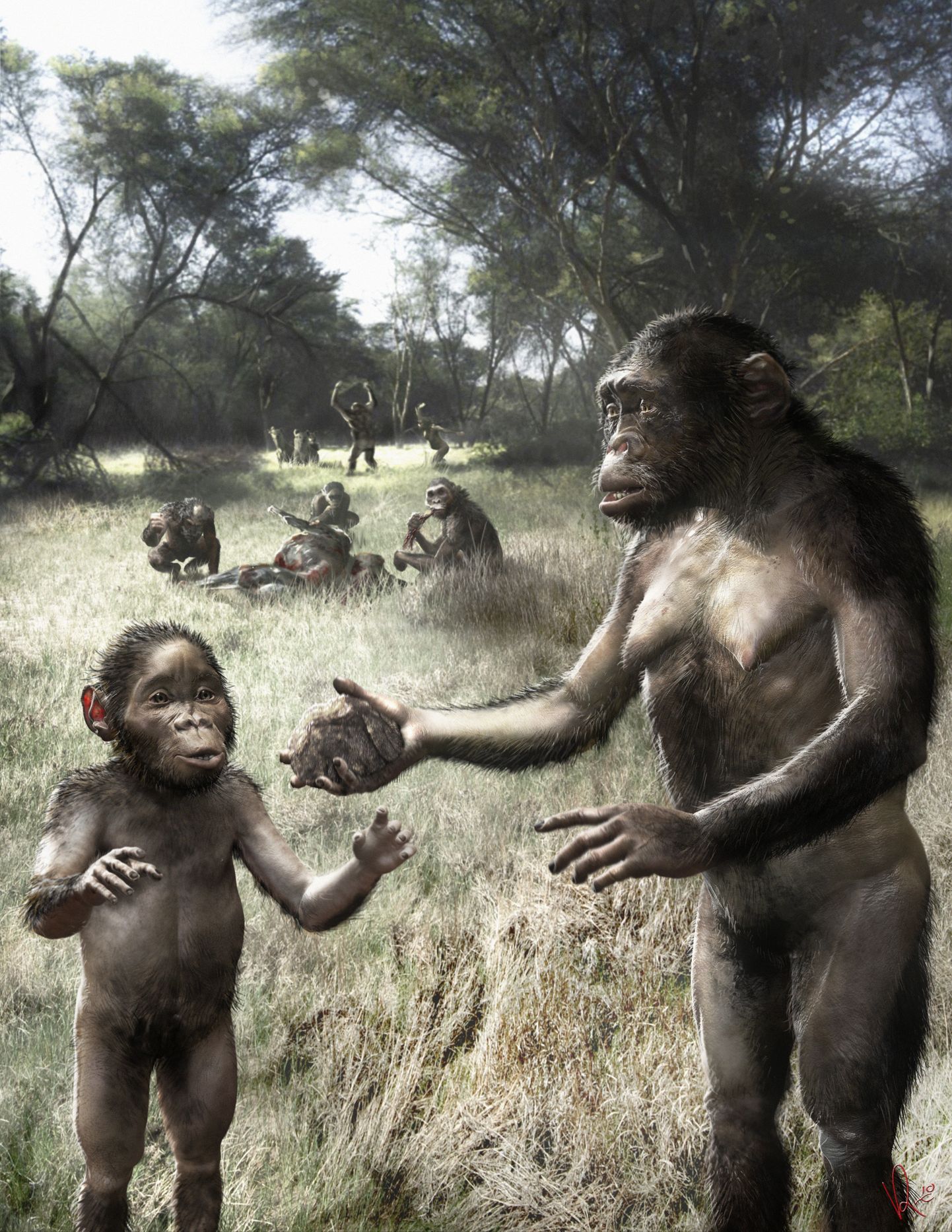 Inimese eellane Australopithecus afarensis.