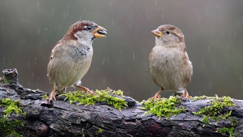Svētdien Latvijas rietumos un vidienē gaidāms neliels lietus