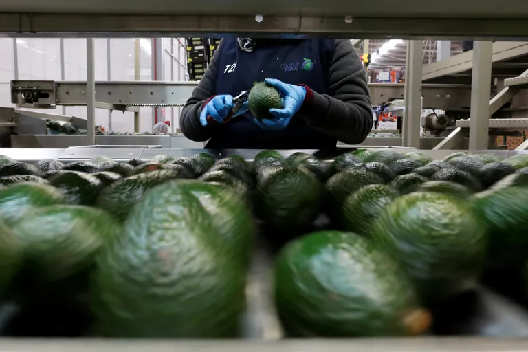 Töötaja valmistamas avokaadosid müügiks ette viljade pakkimise liinil Uruapanis Mehhiko Michoacáni osariigis.