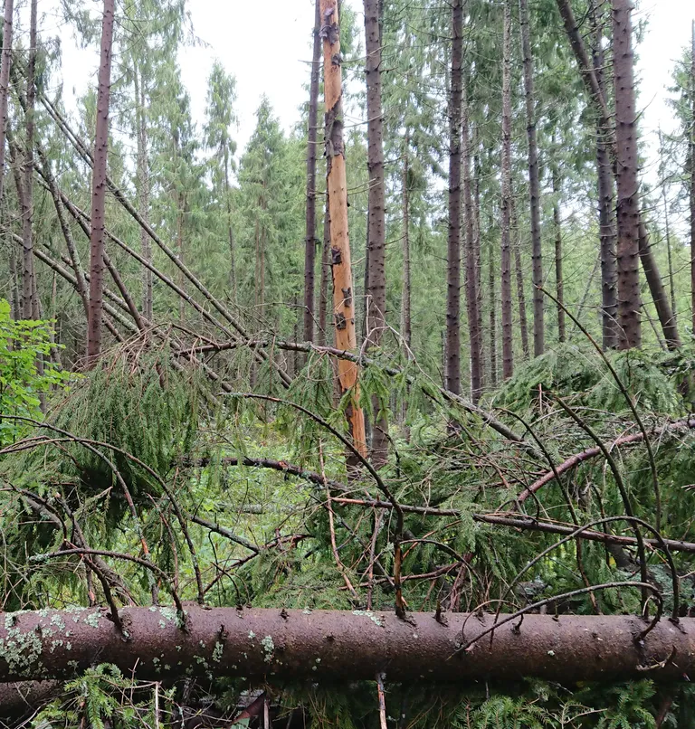 Raksta foto