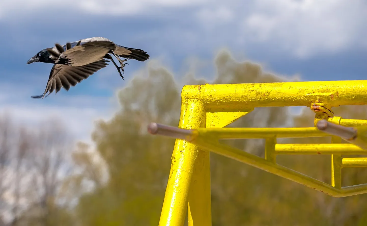Puu otsast alla aidatud vares lendas minema. Pildil nähtav vares pole sündmusega seotud.