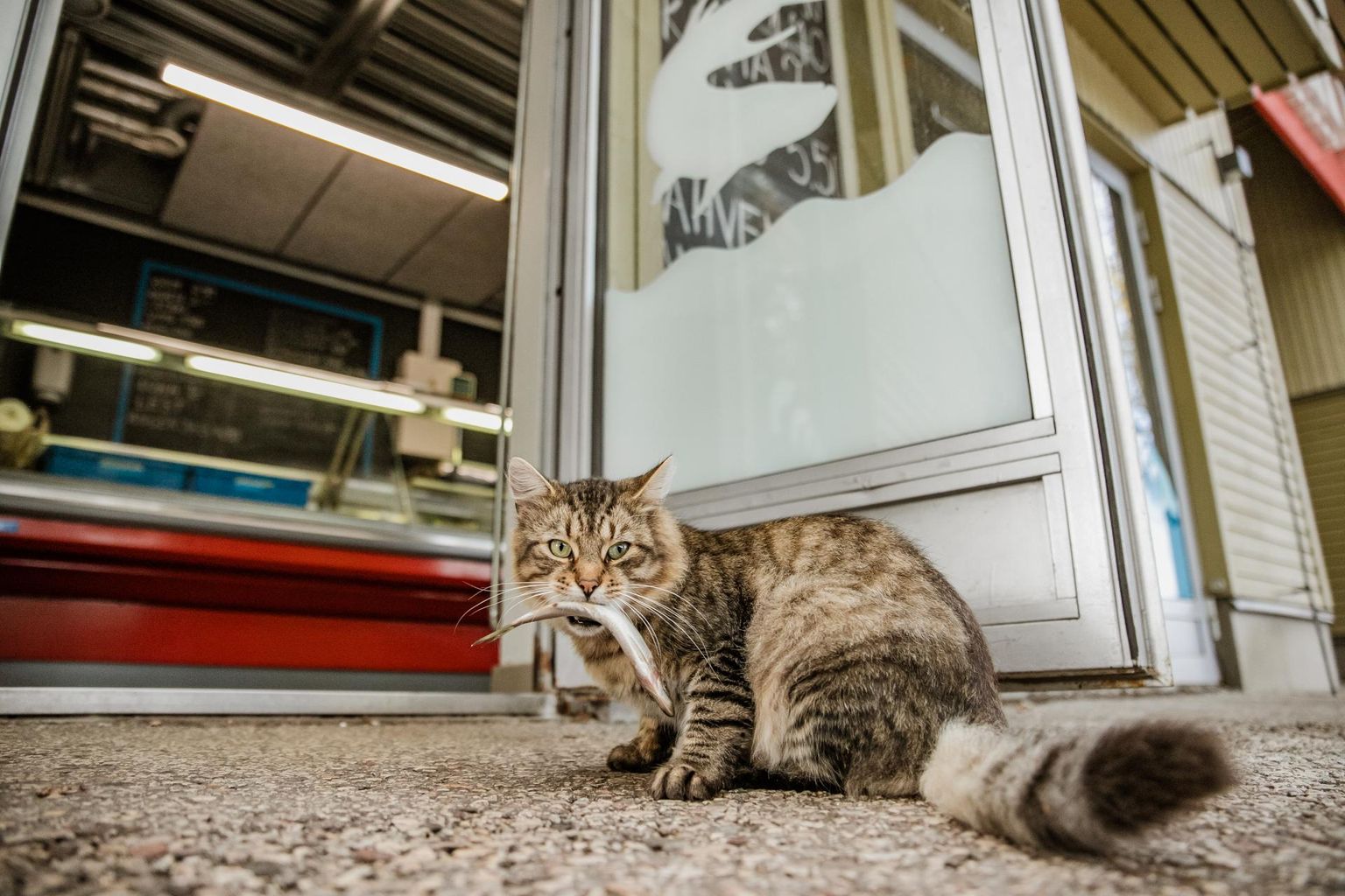 Iga päev turul käiv kass naudib kalapoe ukse taga lõunasööki. 