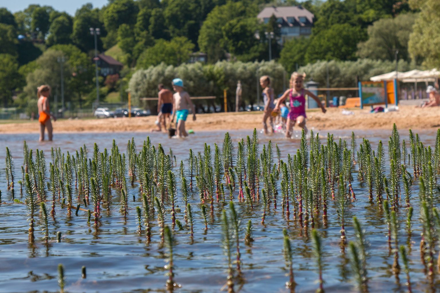 Poolteist aastat tagasi tehti Viljandi järve rannaala põhjalikult puhtaks nii mudast kui vesikasvudest. Nüüd on taimed hakanud tagasi tulema ujumisranna läheduses.