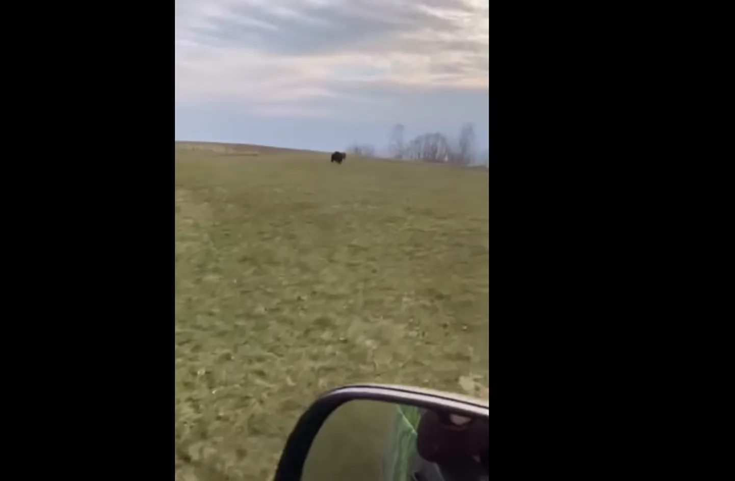Медведь в Илукстском крае