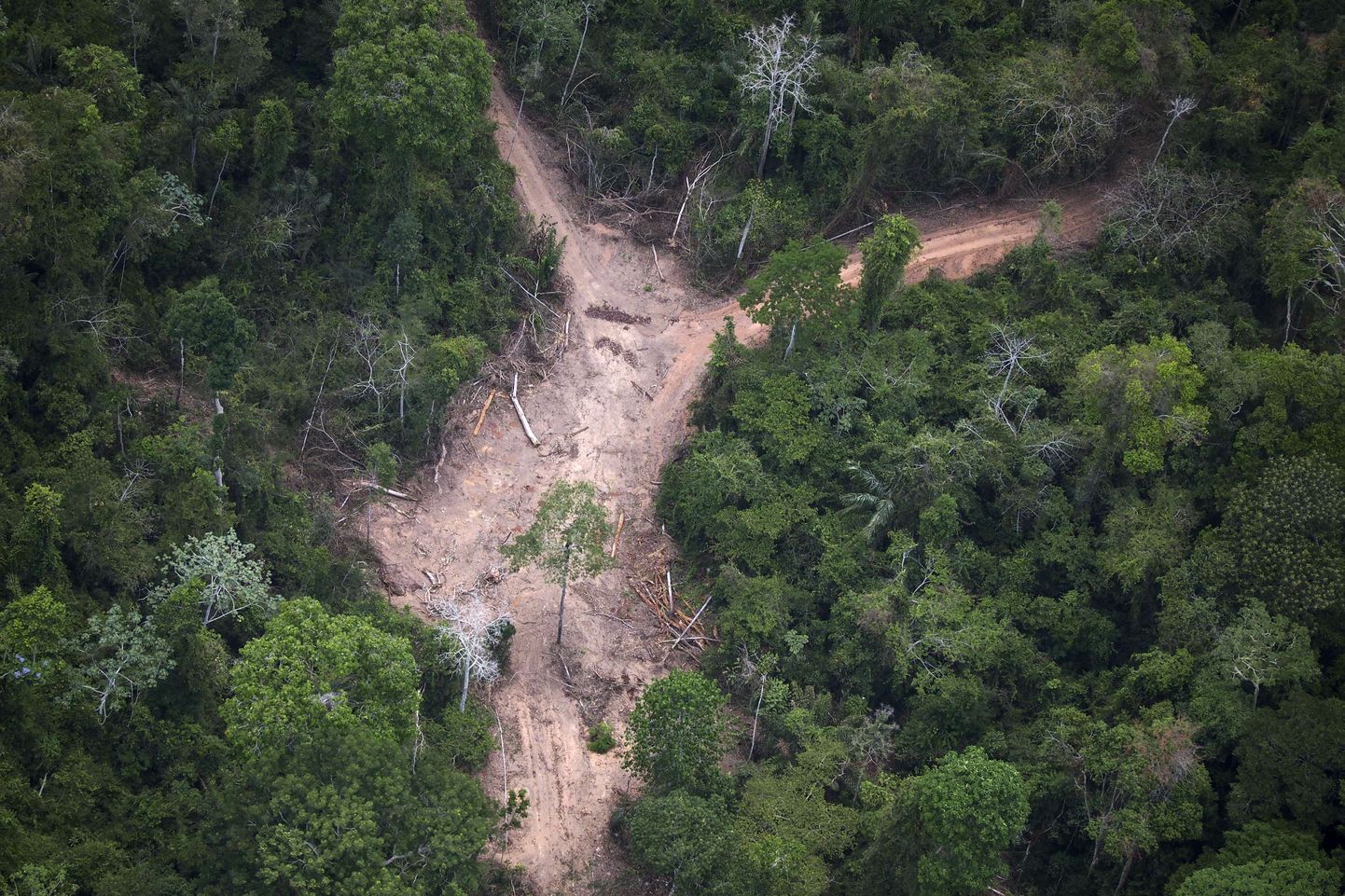 Ebaseaduslik raie Amazonase vihmametsas