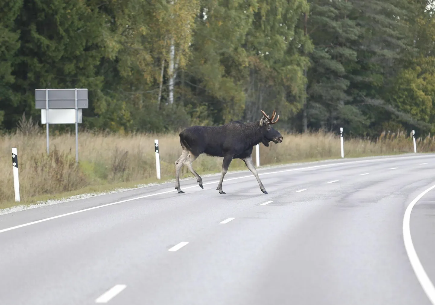 Põder ületab sõiduteed. Pilt on illustratiivne.