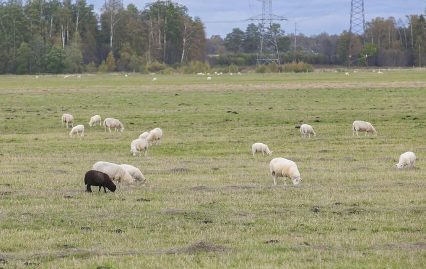 Kui tavaliselt on lammas all paremas nurgas, siis Haljalasse viiva maantee ääres pesitseva lambakarja ainsa musta lamba leiab hoopis vasakust nurgast.