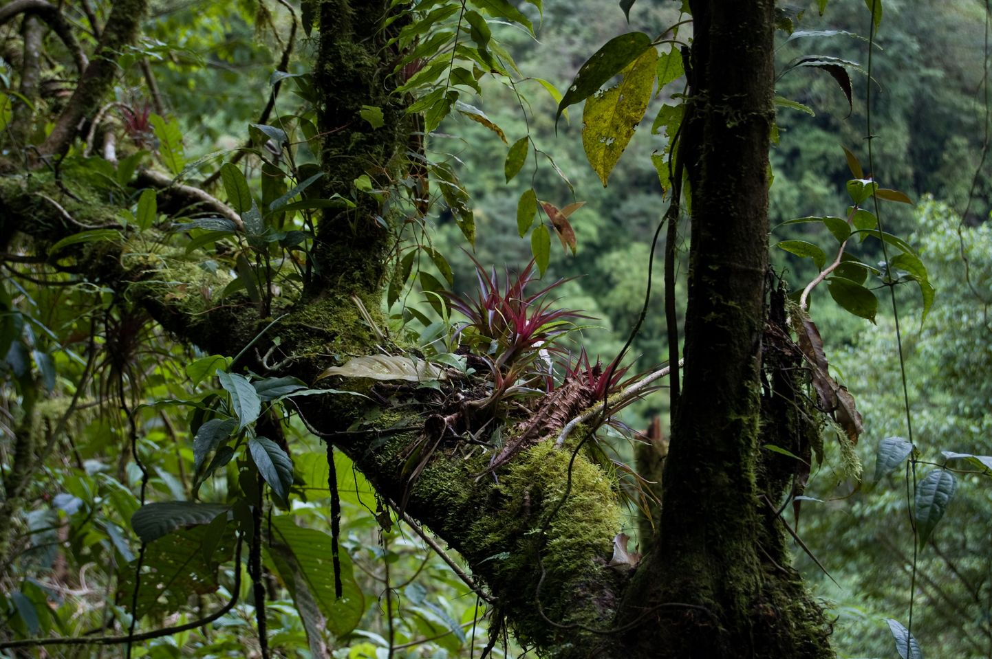 Salapärased epifüüdid Costa Rica metsas
