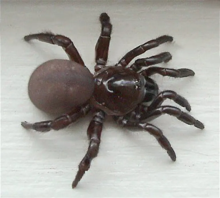 Ctenizidae