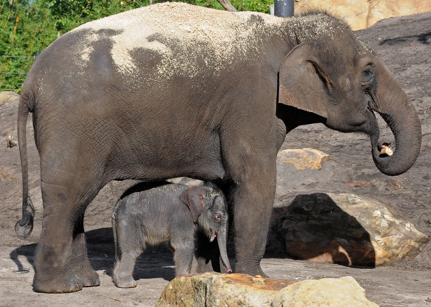 Nelja päeva vanune elevandipoiss koos oma emaga esimesel avalikul esinemisel Taronga loomaaias Sydneys.