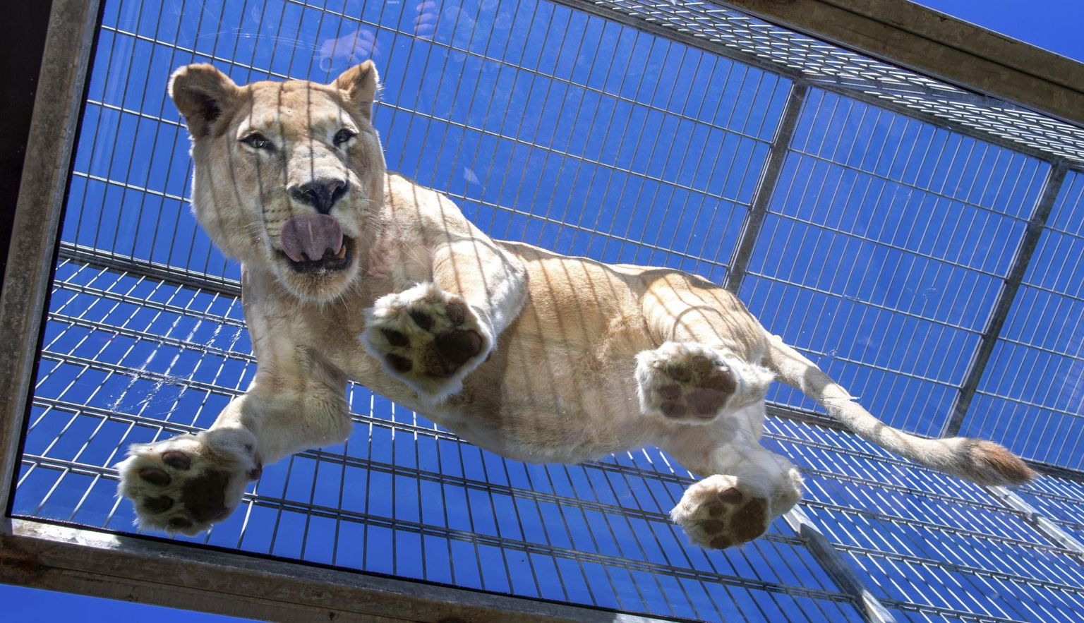 Lõvi Dassowi loomaaias Saksamaal. 
