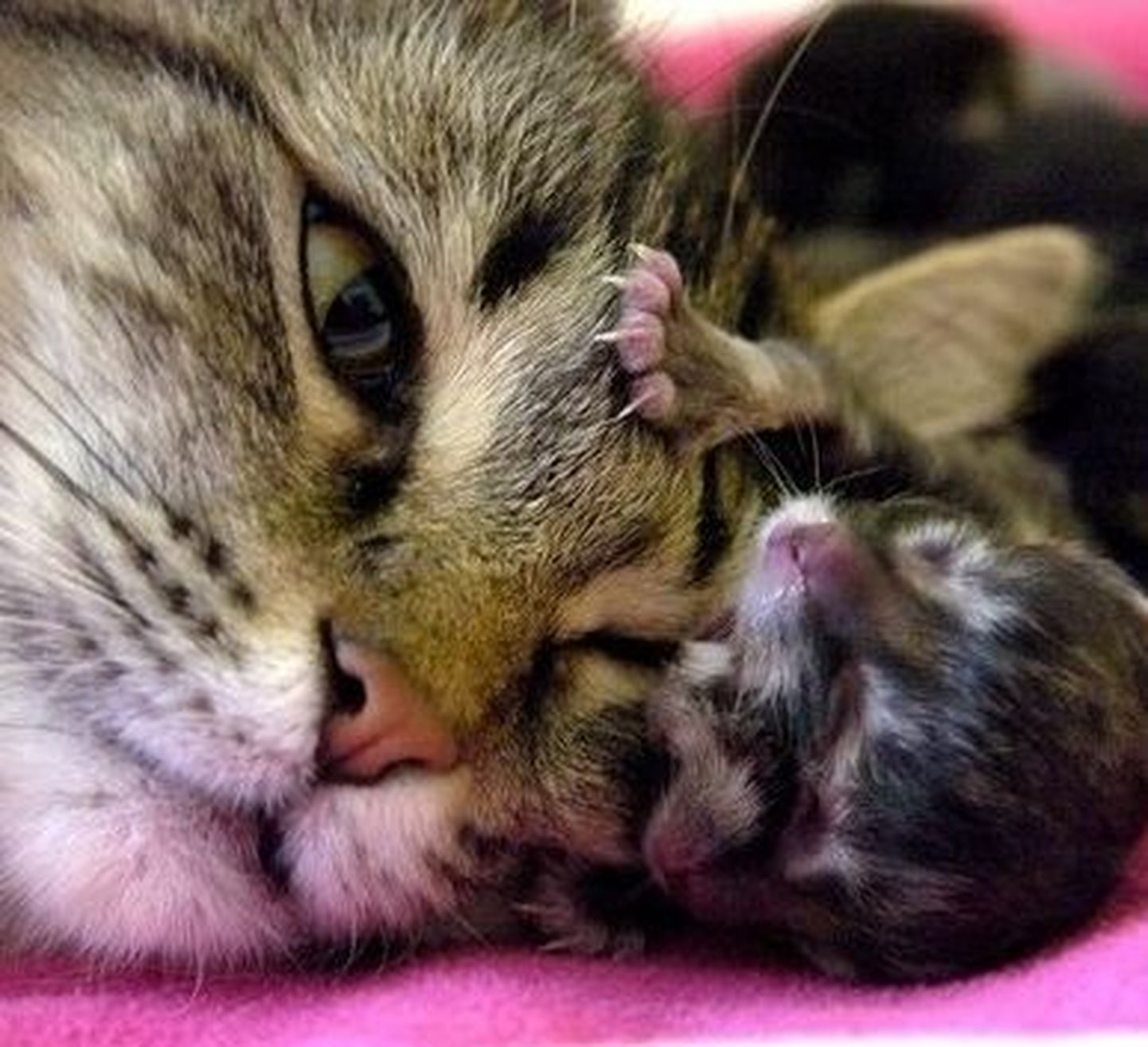 Austraalias sündis kahe näoga kassipoeg