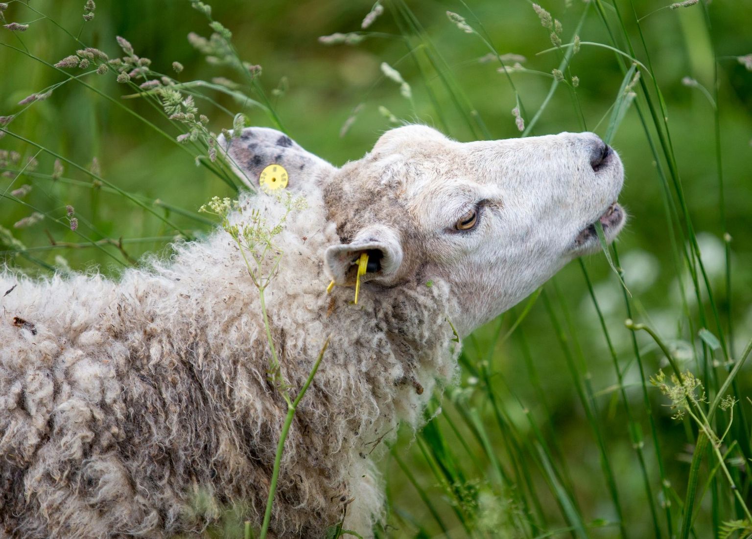 90% lambavillast ei leia praegu maailmas kasutust.