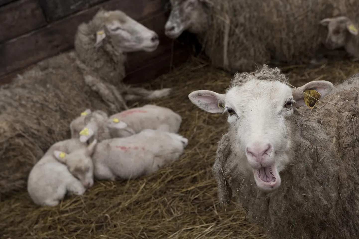 Türgis sündis inimnäoga lammas