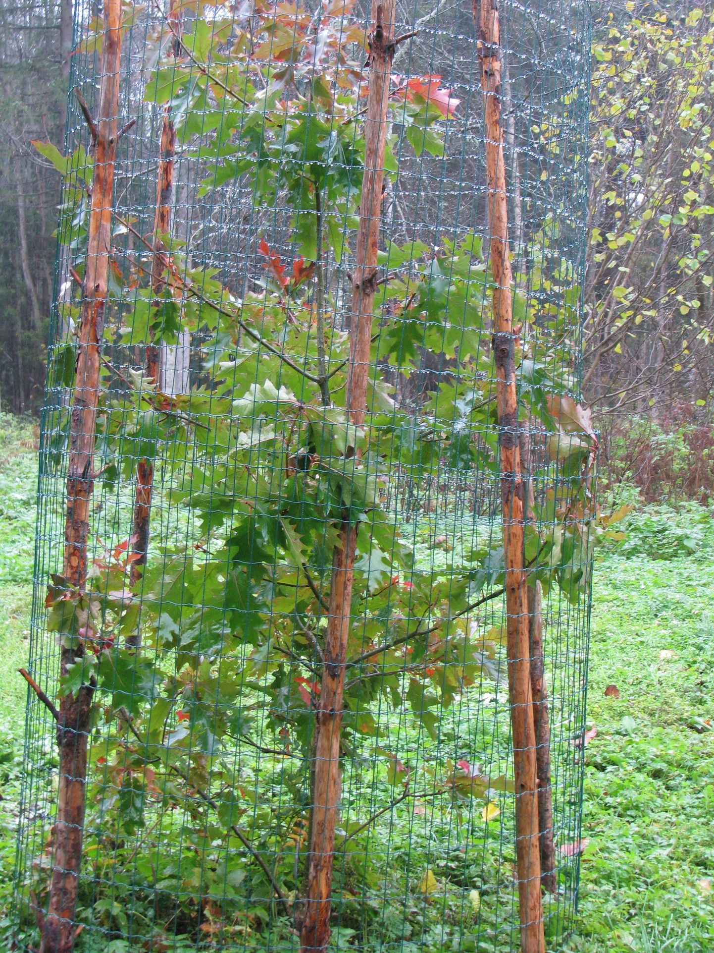 Võrgust silinder laseb väikestel puudel talupargis suureks kasvada.