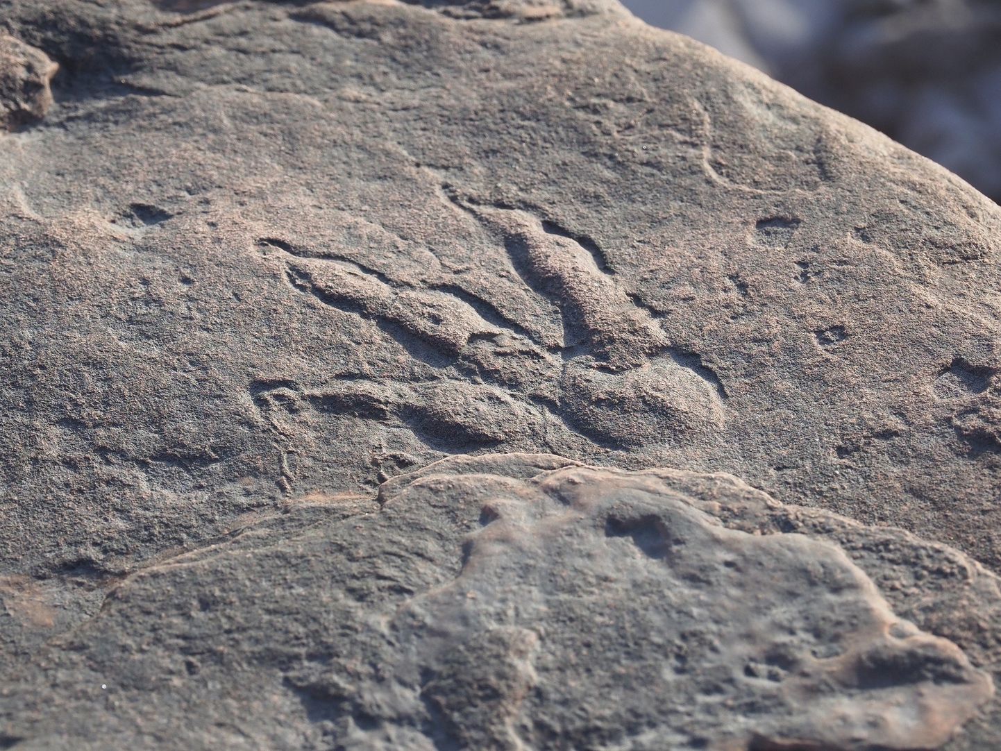 Lilijas Vailderes atklājums - 220 miljonus gadu sens dinozaura pēdas nospiedums.