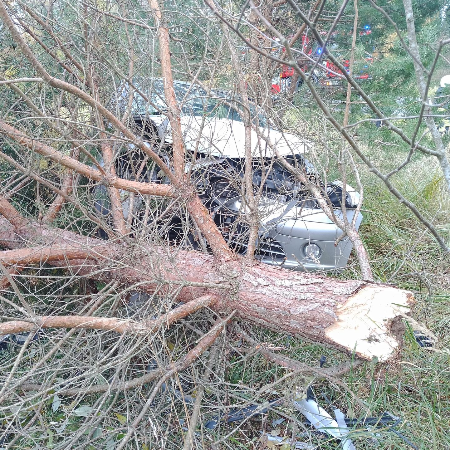 Juhti vastu puud põrutanud sõiduautos polnud.
