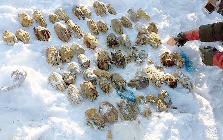 Siberis Habarovski lähedal leiti kott äraraiutud kätega