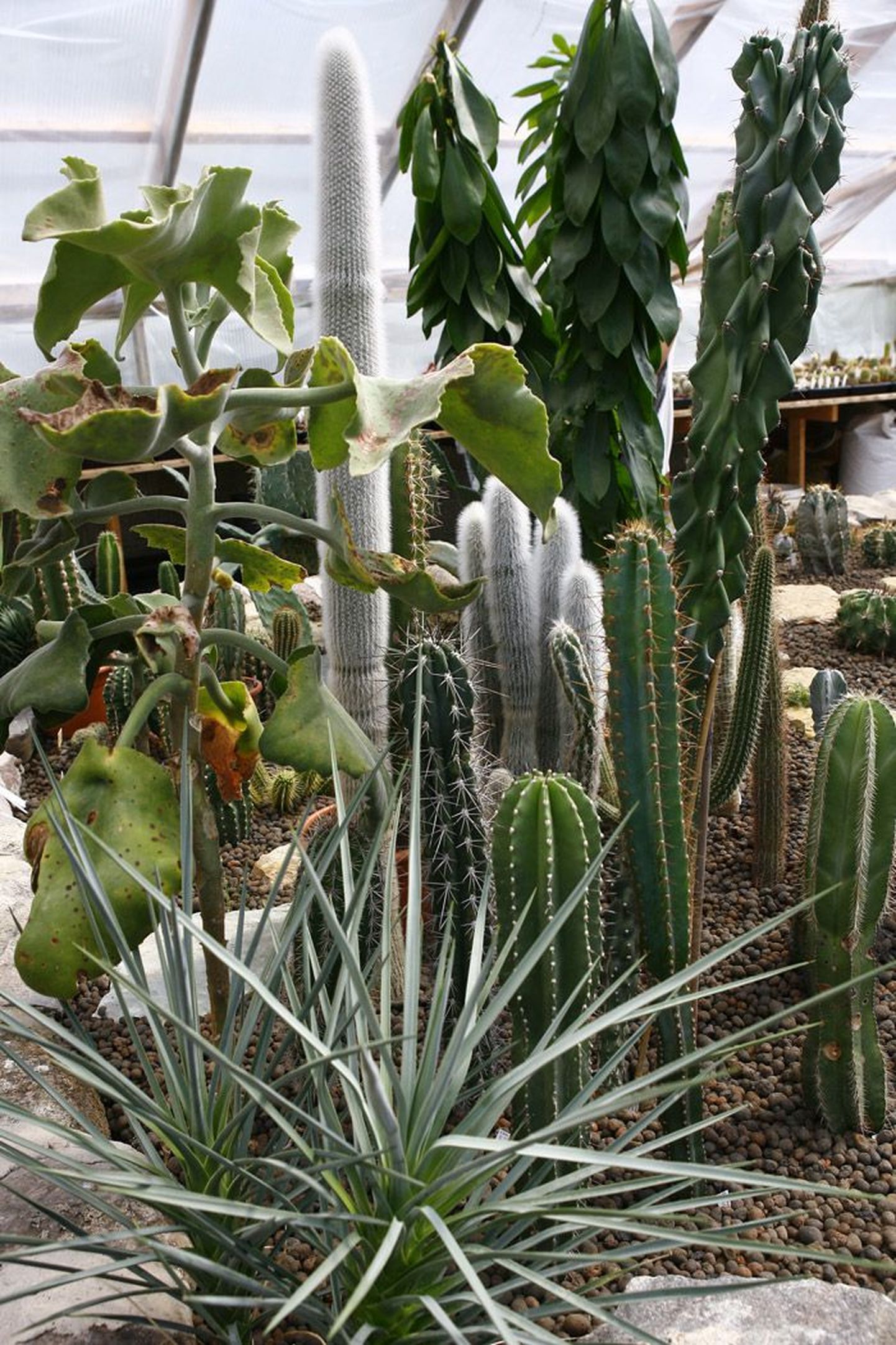 Peale söödava kraami kasvatab talunik ka kaktuseid.