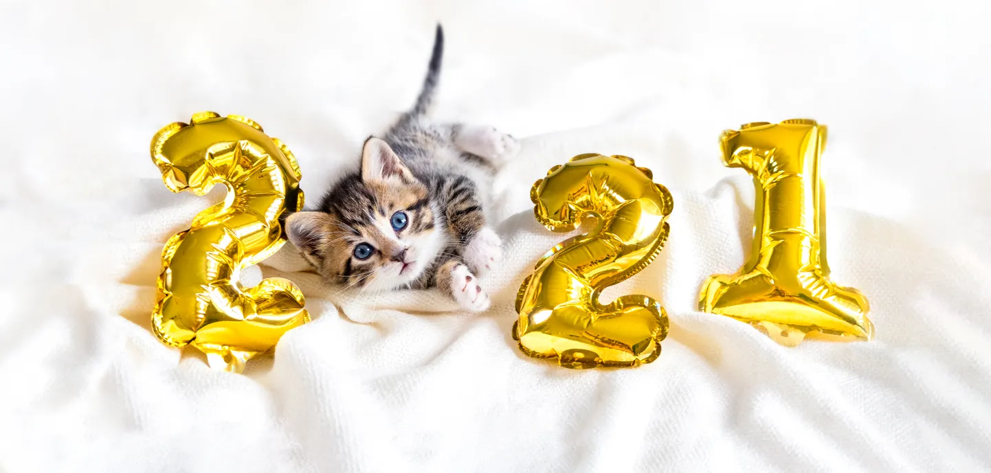 Котик. Иллюстративное фото